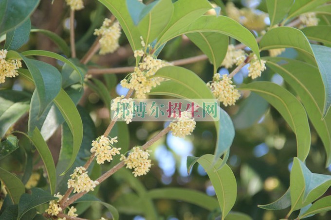 重慶經貿職業(yè)學院2016年招生簡章