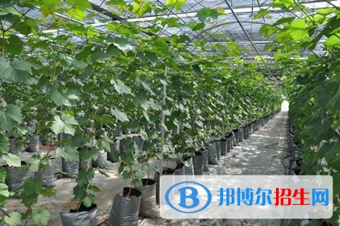 大理讀中專學校后悔了
