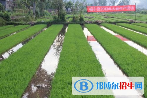 楚雄女生讀高中好還是中專學校