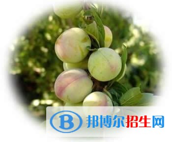 紅河中專(zhuān)學(xué)校讀幾年