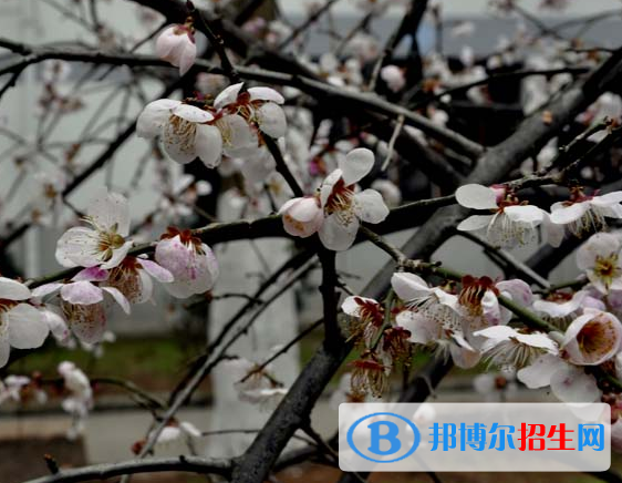 黃山旅游管理學校2020年報名條件、招生要求、招生對象