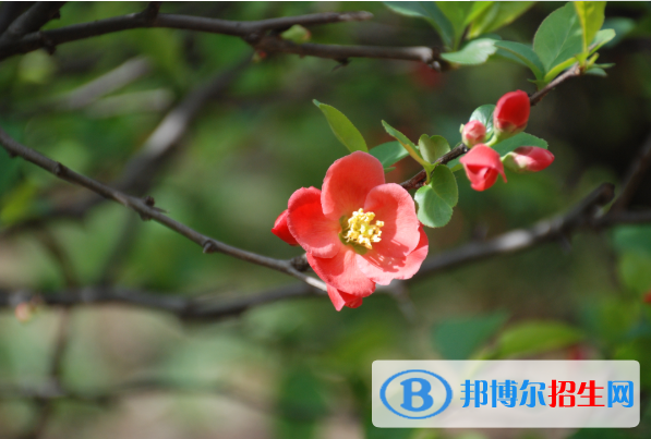  延川縣中學2020年招生簡章
