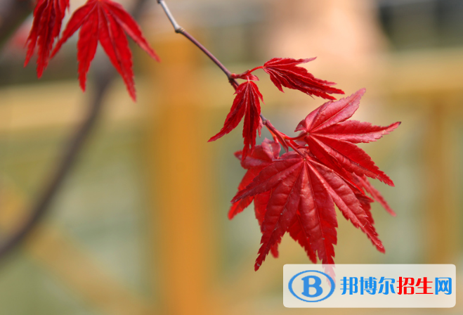 河北正定中學2020年招生計劃
