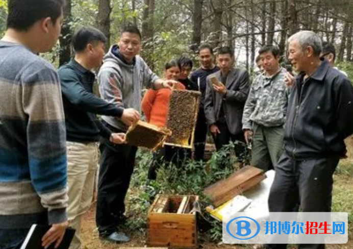 大學(xué)養(yǎng)蜂與蜂產(chǎn)品加工專業(yè)可以從事哪些工作？