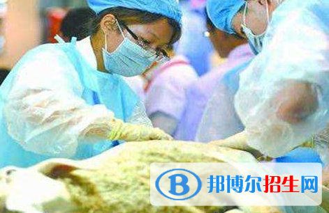 動物醫(yī)學(xué)專業(yè)好嗎?(動物醫(yī)學(xué)專業(yè))