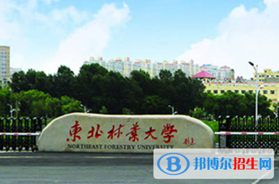 2023年東北林業(yè)大學(xué)本科藝術(shù)類招生簡章