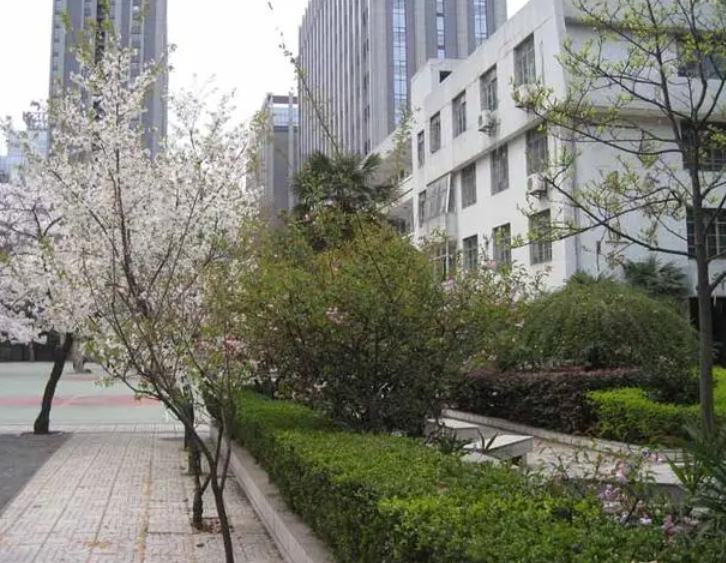 南京市第九中學震旦校區(qū)歷年招生分數(shù)線一覽表(2023參考)