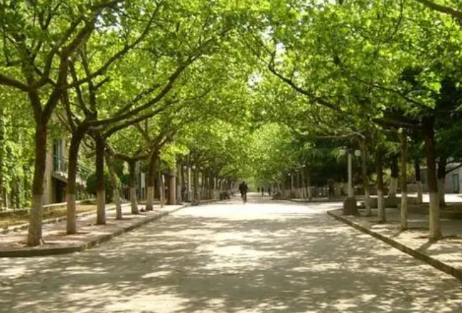 2024中國大學運動訓練專業(yè)排名一覽表（研究型）